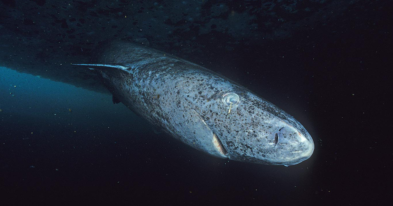 greenland shark