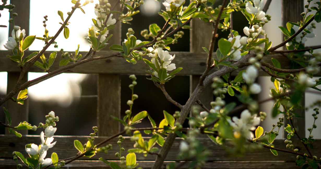 a trellis for a plant